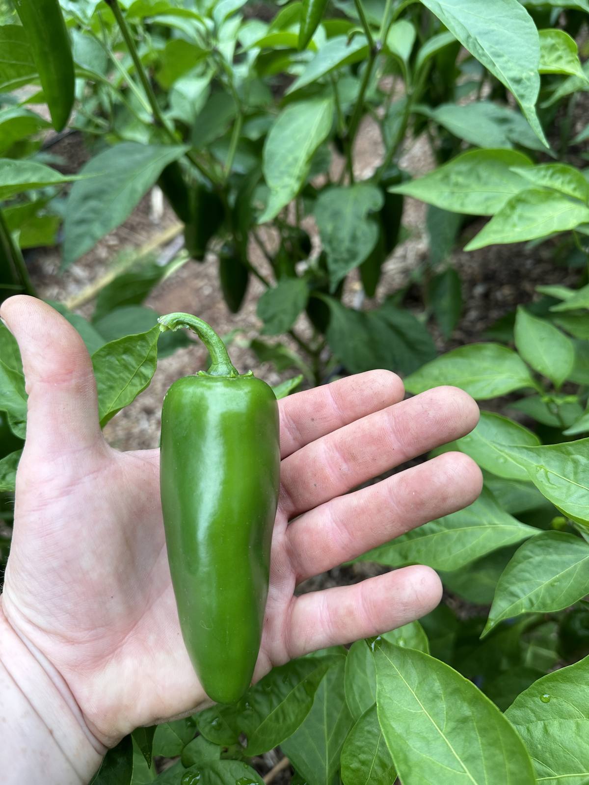 Pepper Season at 3,000 Feet